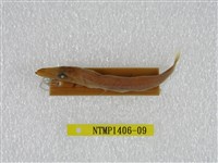 藏品(日本金梭魚)的圖片